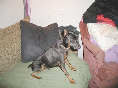 Pinscher Nain
