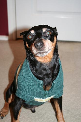 Pinscher Nain
