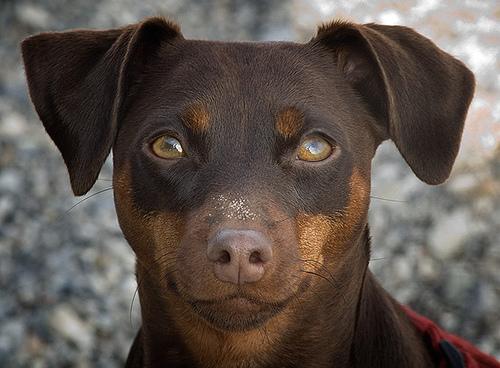 Pinscher Nain