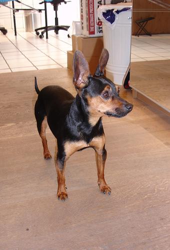 Pinscher Nain