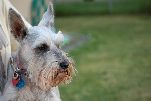 Schnauzer Nain