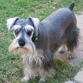Schnauzer Nain