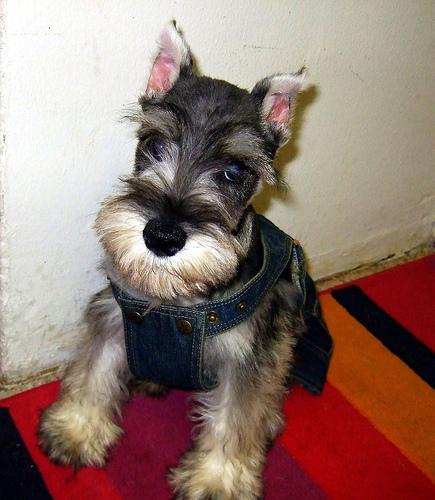 Schnauzer Nain