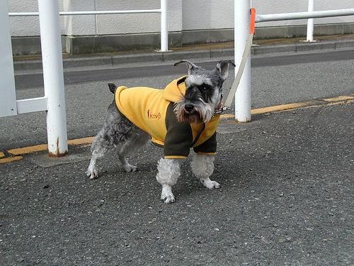 Schnauzer Nain