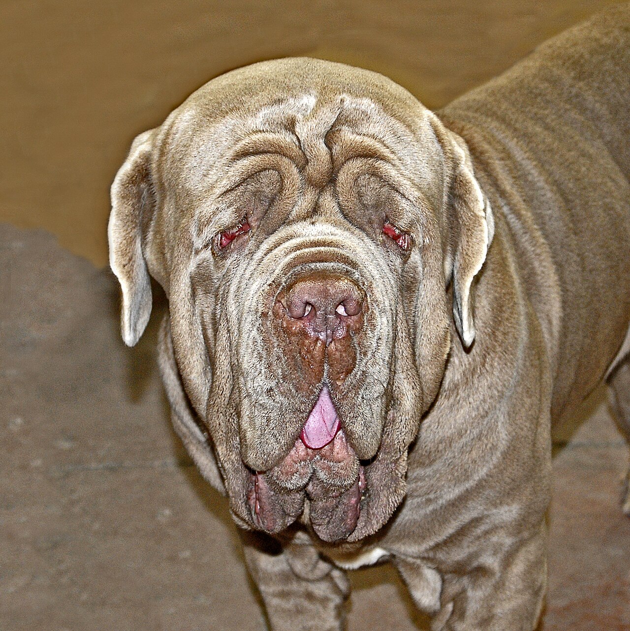 Neapolitan Mastiff