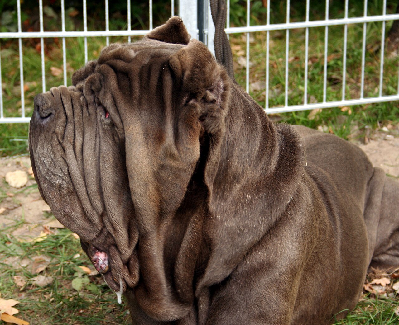 Neapolitan Mastiff