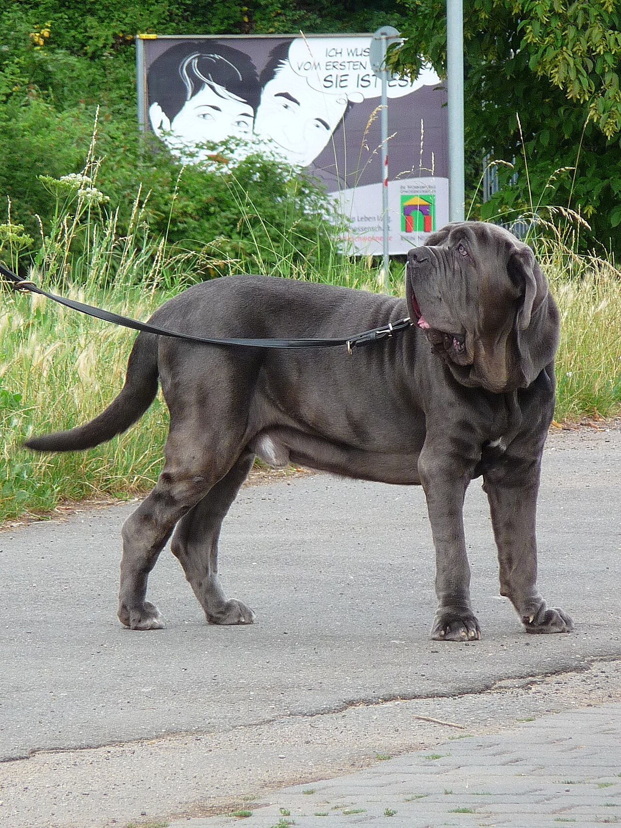 Neapolitan Mastiff