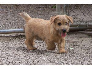 Norfolk Terrier