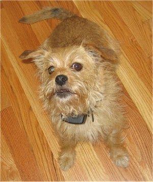 Norfolk Terrier