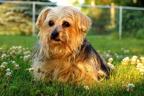 Norfolk Terrier