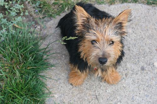 Norwich Terrier