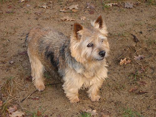 Norwich Terrier