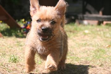 Norwich Terrier