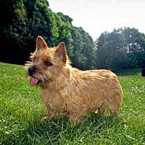 Norwich Terrier