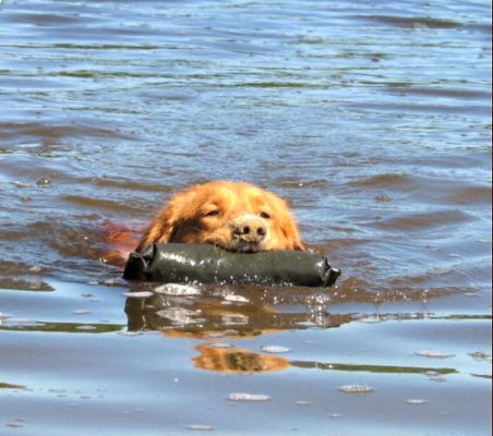 Nova Scotia Duck Tolling Retriever