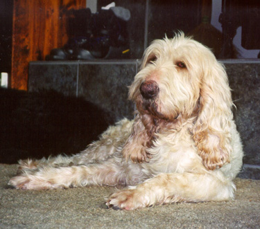 Otterhound