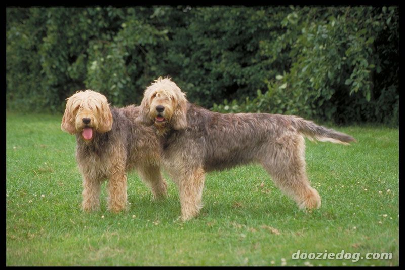 Otterhound