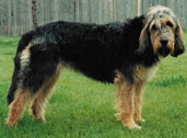 Otterhound