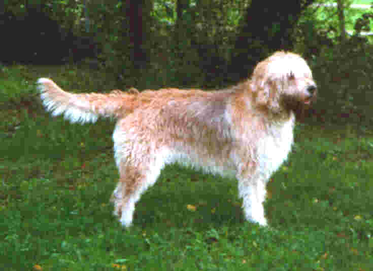 Otterhound