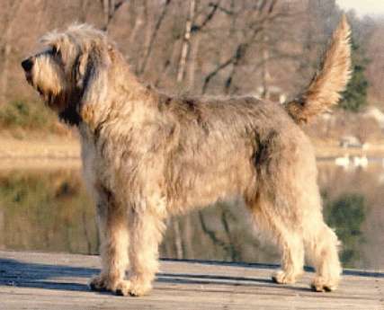 Otterhound