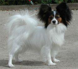 Papillon