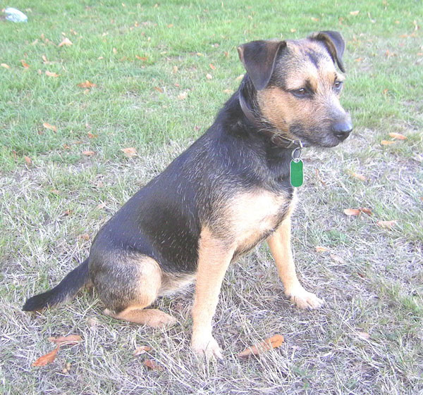 Patterdale Terrier
