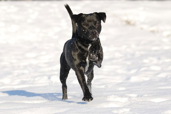 Patterdale Terrier