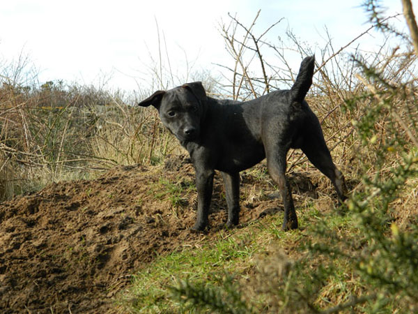 Patterdale Terrier