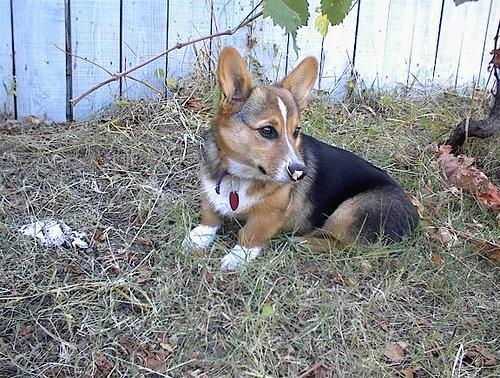 Welsh Corgi Pembroke