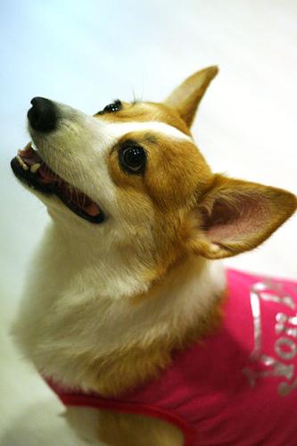 Welsh Corgi Pembroke