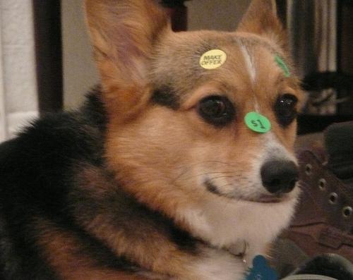 Welsh Corgi Pembroke