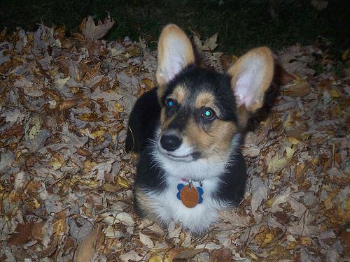 Welsh Corgi Pembroke