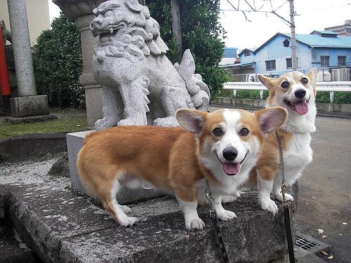 Welsh Corgi Pembroke
