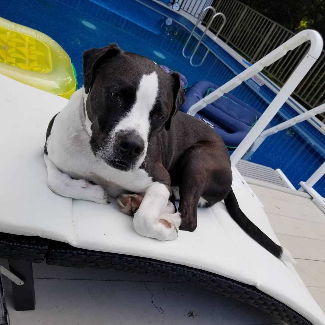 American Pit Bull Terrier