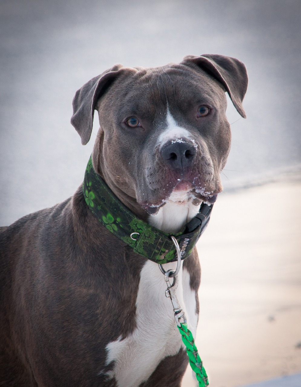 American Pit Bull Terrier