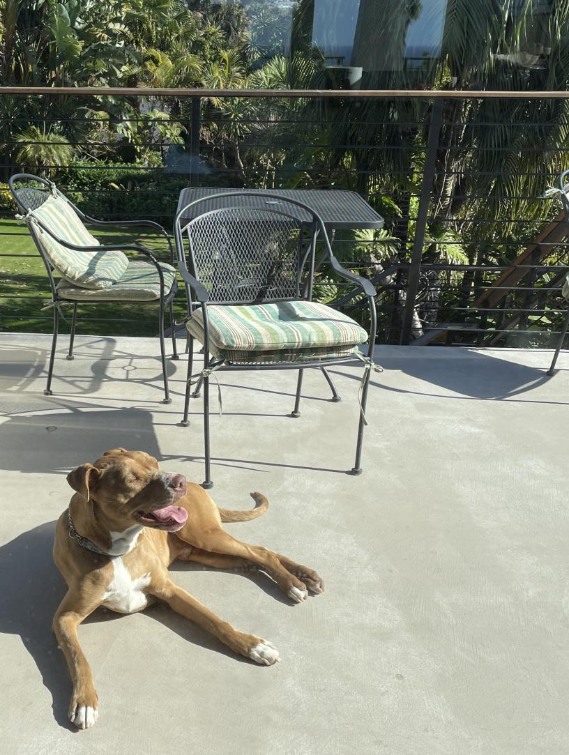 American Pit Bull Terrier