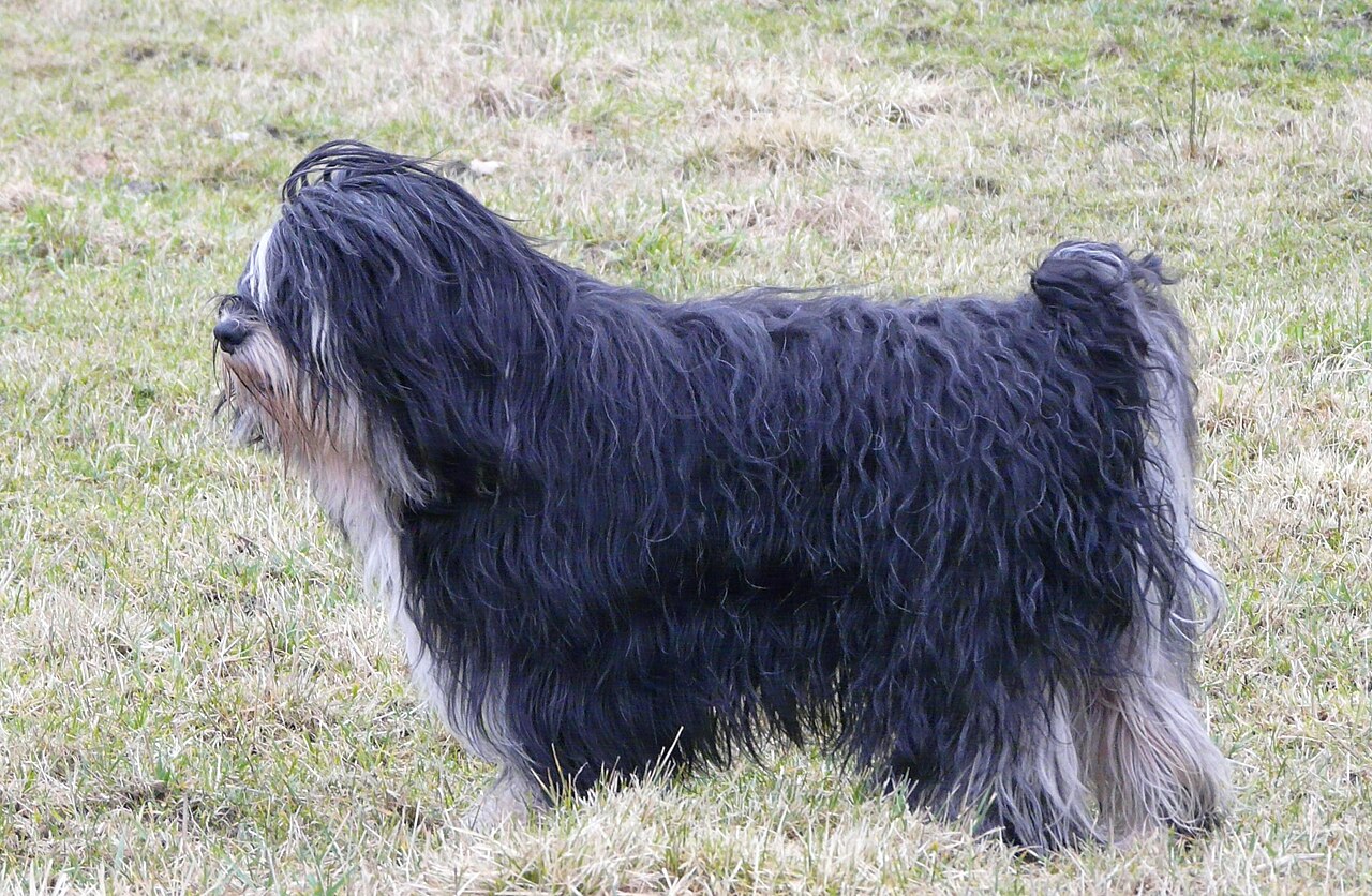 Berger polonais de plaine