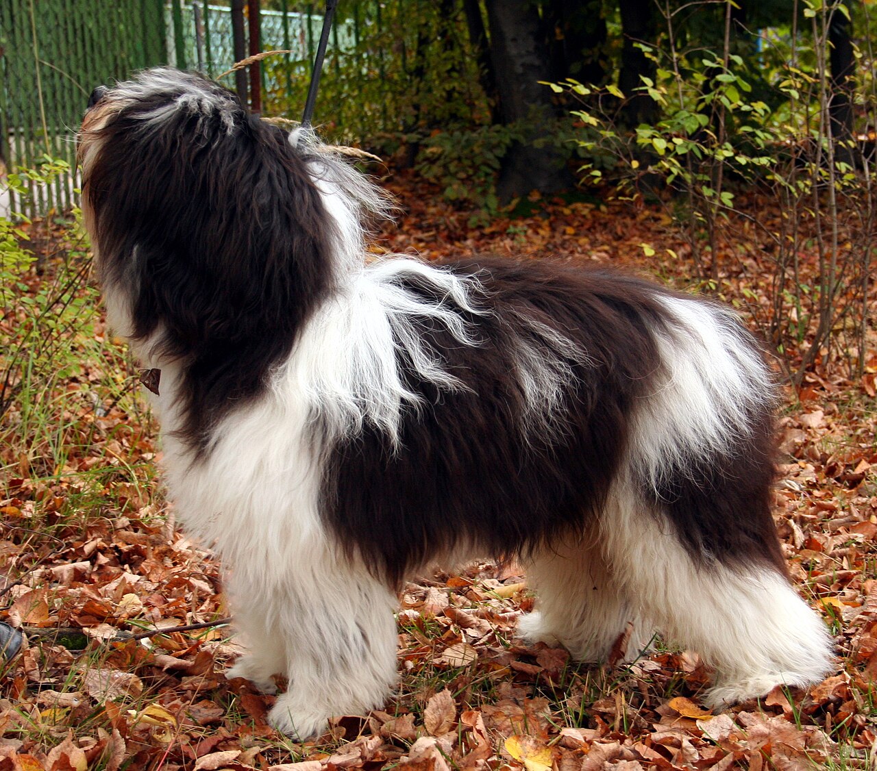 Berger polonais de plaine