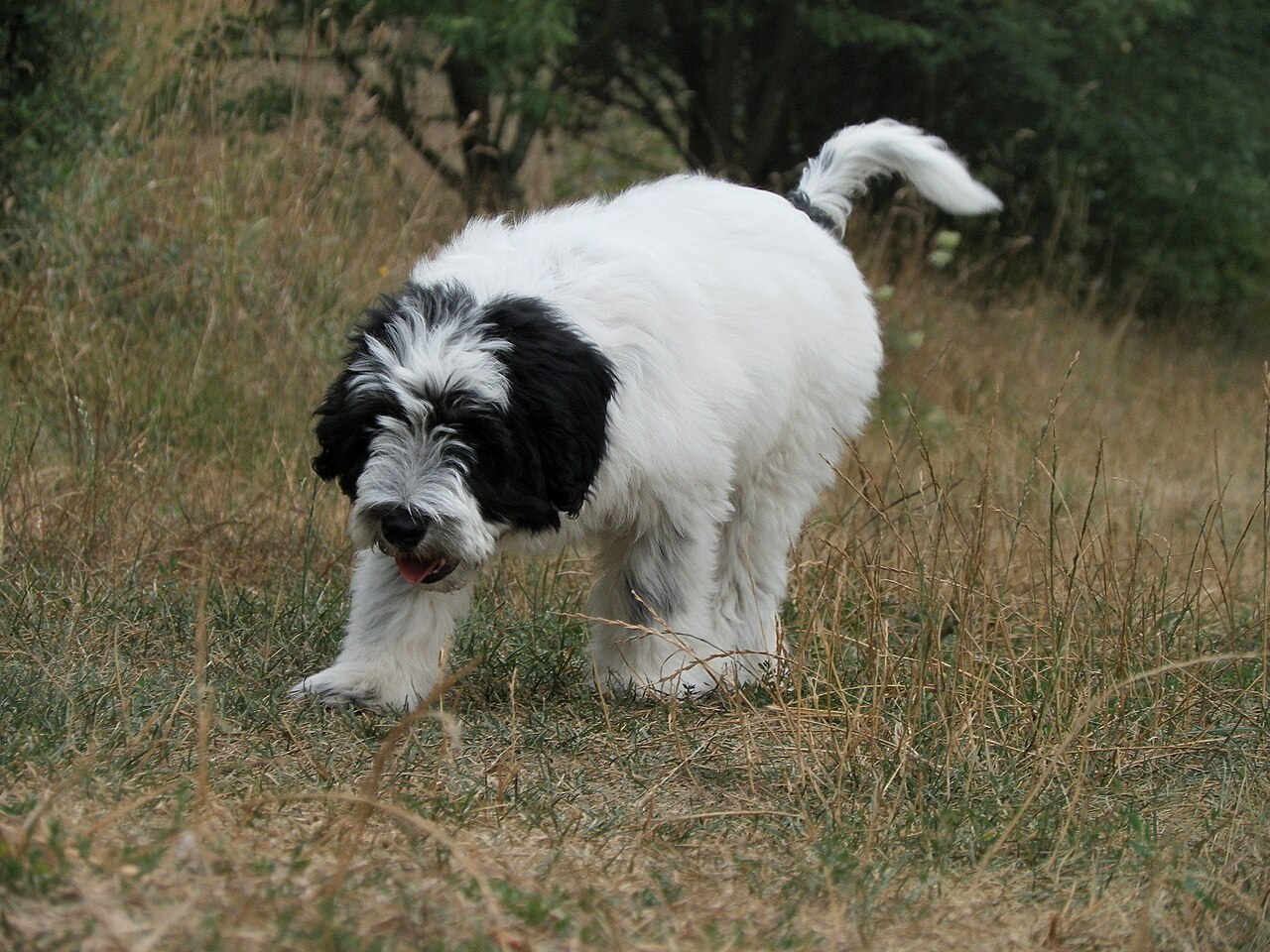 Berger polonais de plaine