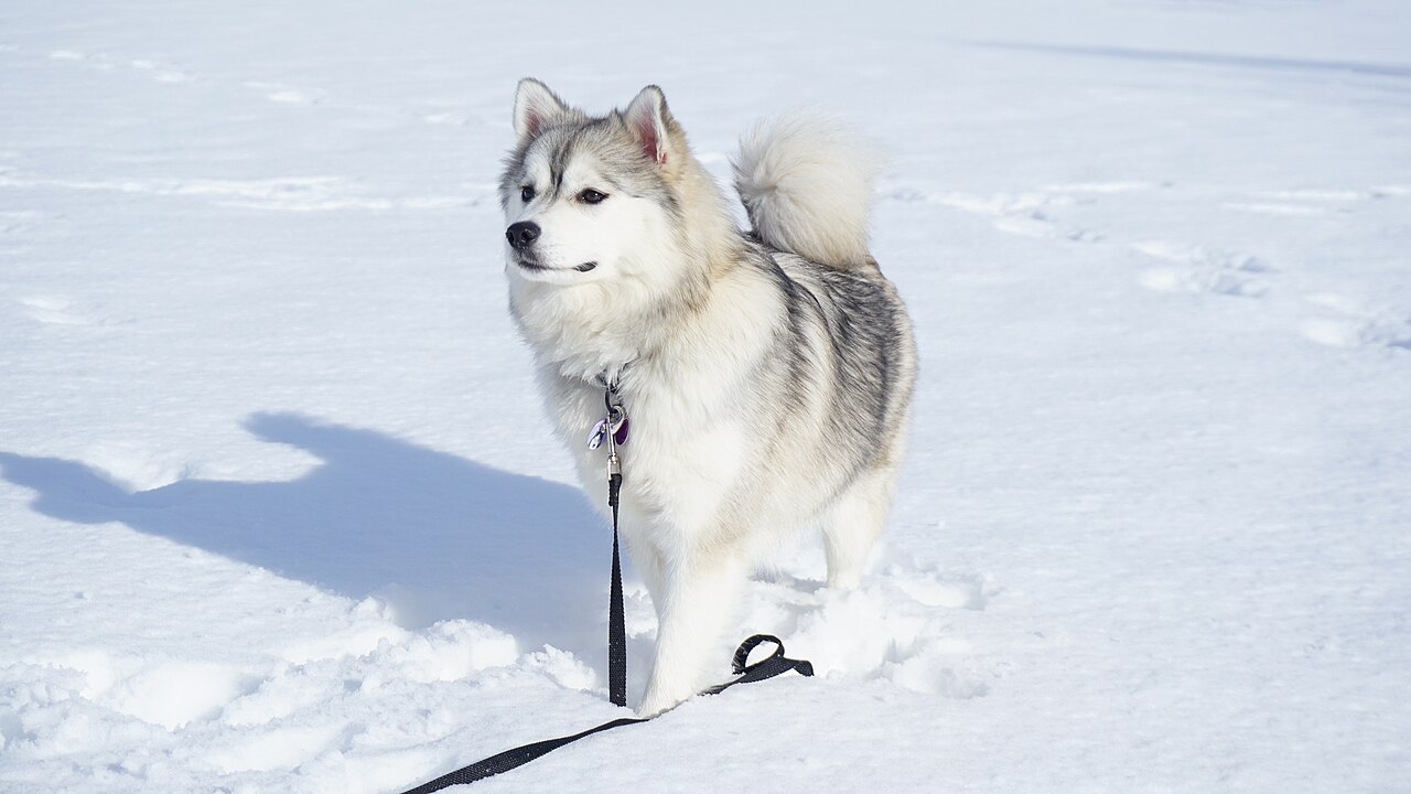 Pomsky