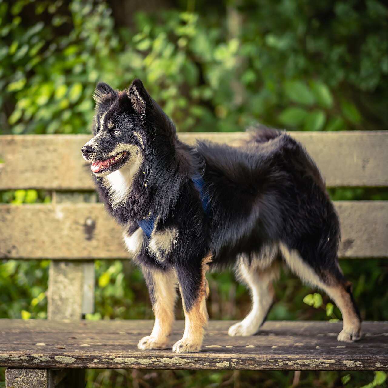 Pomsky