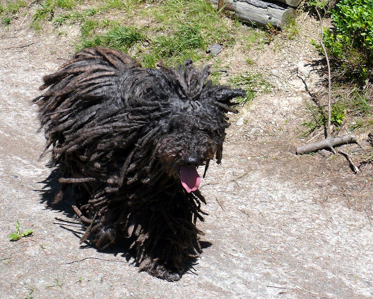 Puli