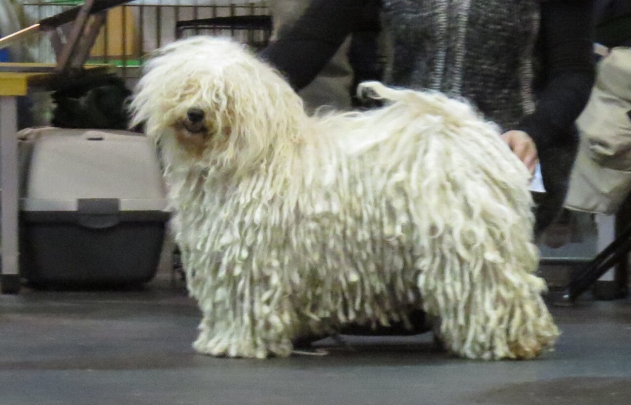 Puli
