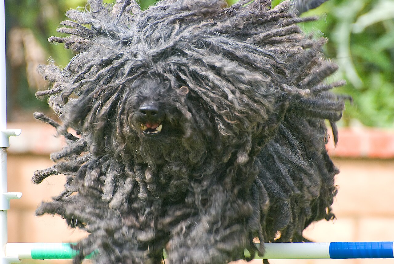 Puli