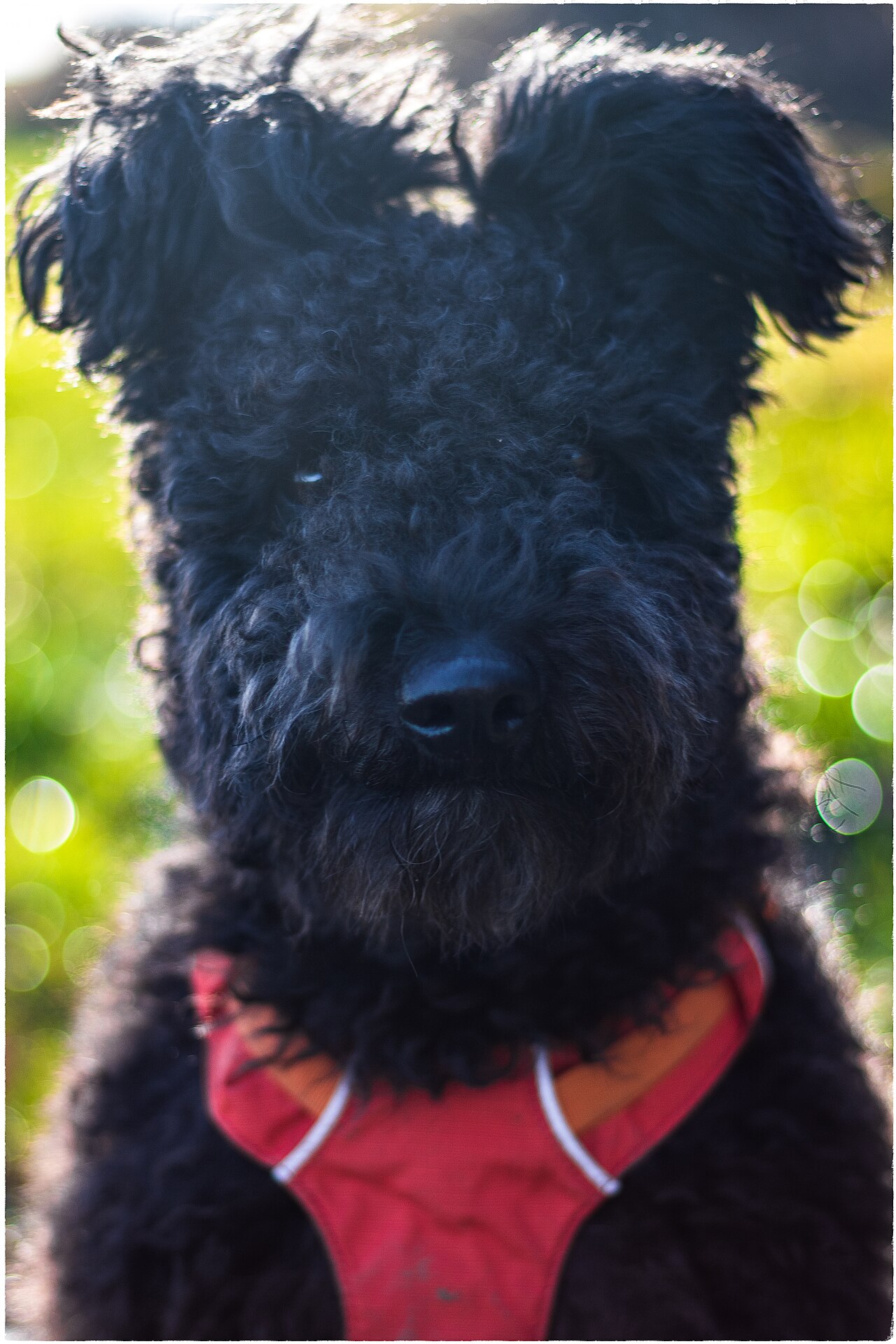 Pumi