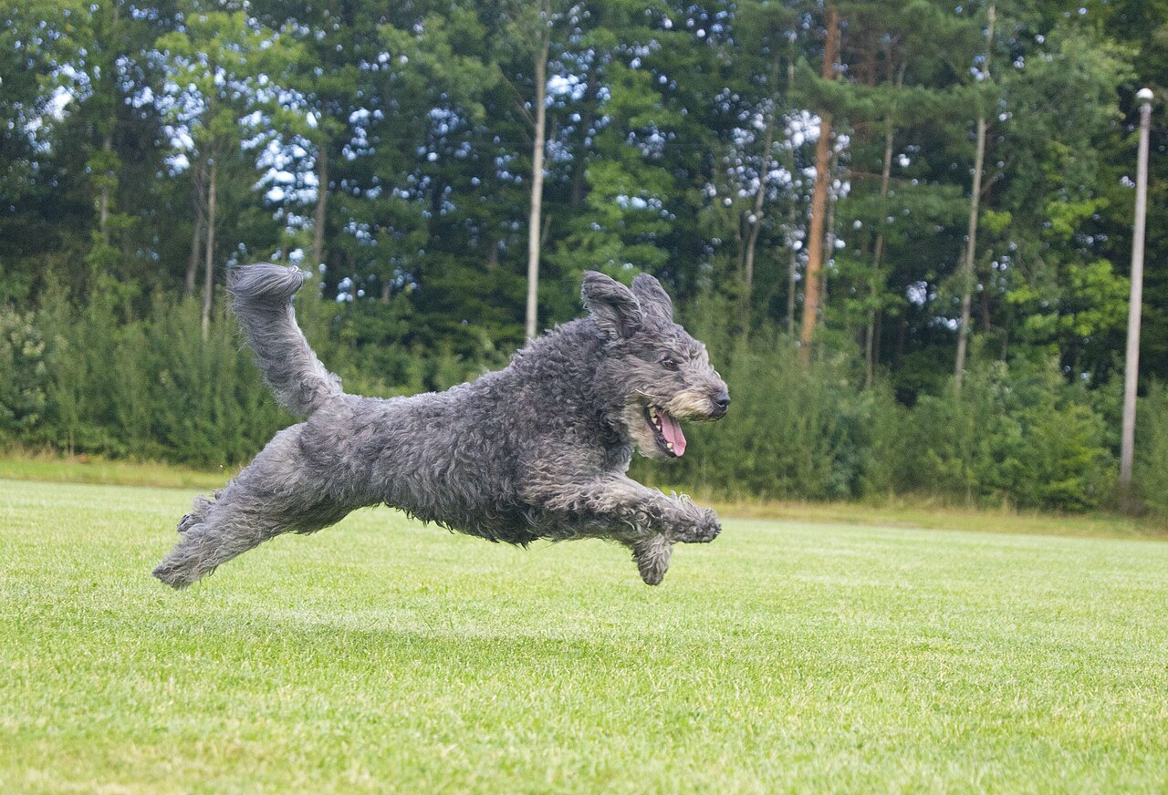 Pumi