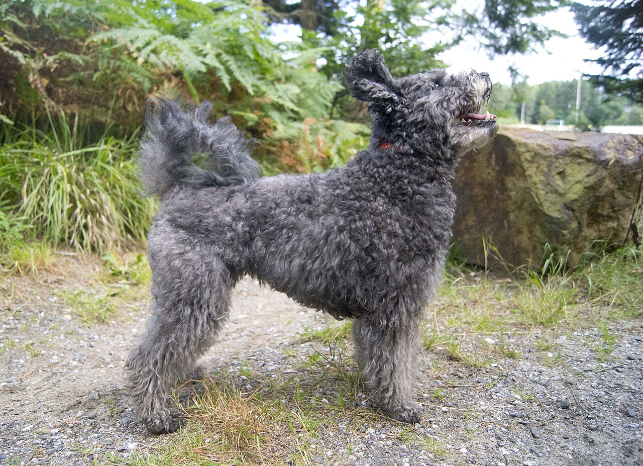 Pumi