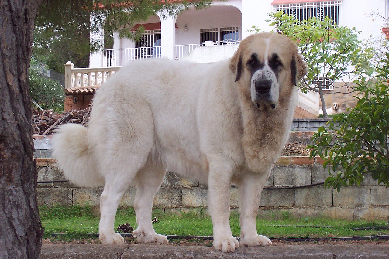 Pyrenese Mastiff