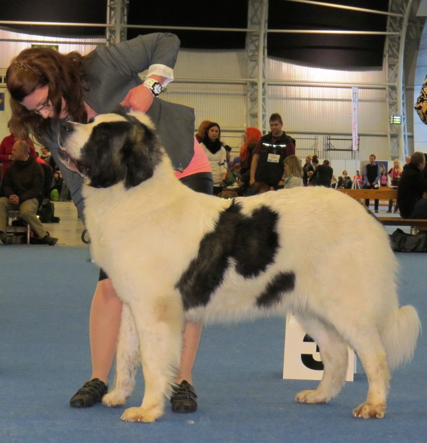 Pyrenese Mastiff