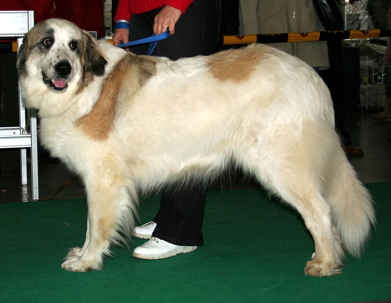 Pyrenese Mastiff